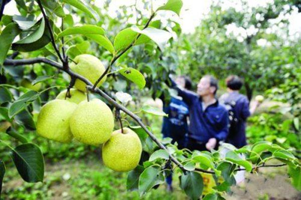 梅街鎮(zhèn)峽川村翠冠梨梨園 (2).jpg 梅街鎮(zhèn)峽川村翠冠梨梨園 (2).jpg